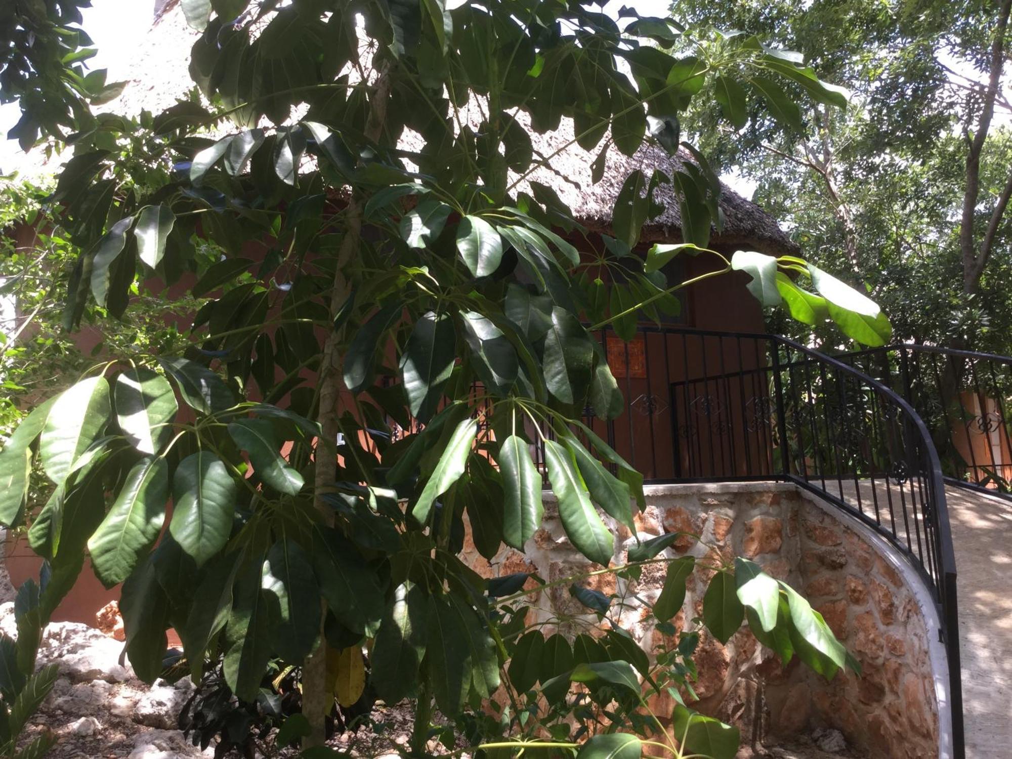 The Pickled Onion B&B And Restaurant Uxmal Santa Elena Oda fotoğraf